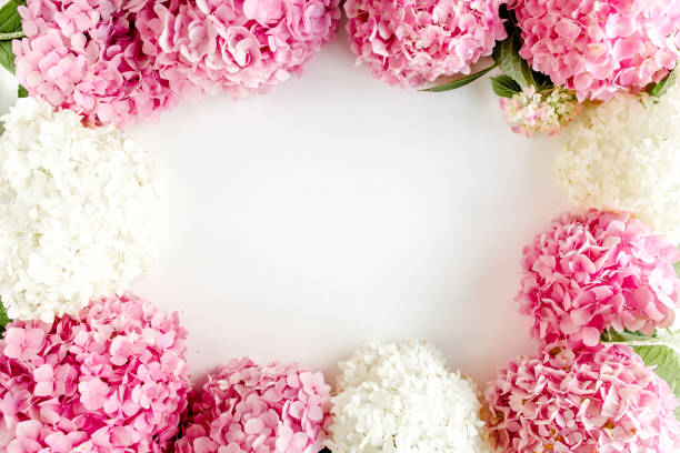istock Frame of pink hydrangea flowers with space for text on white background. Floral concept. Flat lay, top view 1271608969