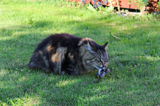A Norwegian Forest Cat caught a bird in summer