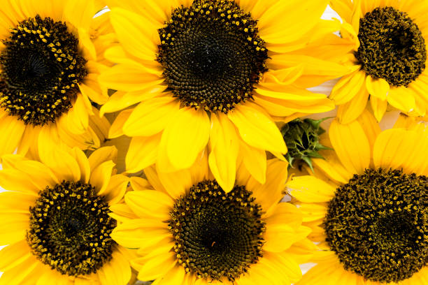 Beautiful with yellow sunflower on white background. Floral pattern. Flat lay, top view. Frame of flowers. Flowers texture