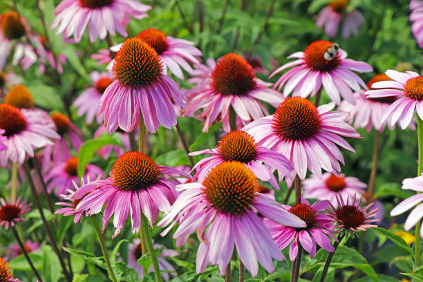 istock Purple echinacea flowers 1271611704