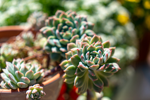 Close up of succulent plants in pots