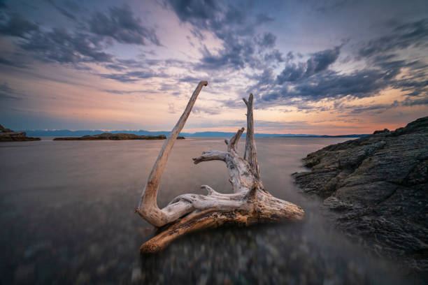 istock Macaulay Point Park Driftwood Esquimalt BC 1271612403