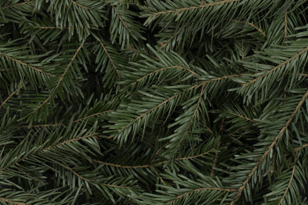 istock The coniferous texture with spruce green branches. 1271612603