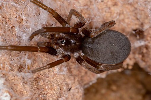 Southern House Spider of the species Kukulcania hibernalis