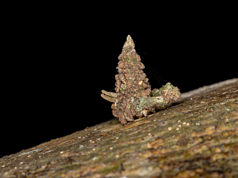 Bagworm Moth of the Family Psychidae