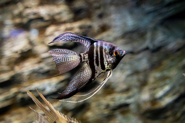 istock aquarium fish close up 1271617469