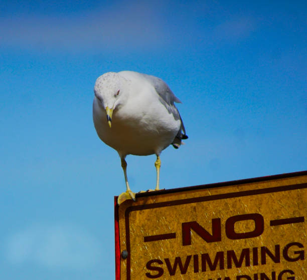 istock Seagull reading a no swimming sign at park. 1271617667