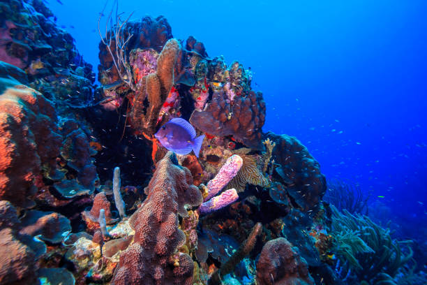 istock Caribbean coral garden 1271621849