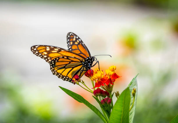 istock Monarch butterfly,Danaus plexippus 1271621851