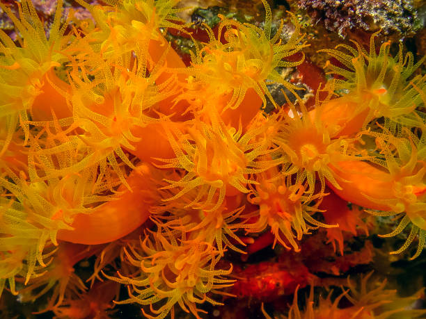 istock Orange cup coral,Tubastraea coccinea, 1271621872