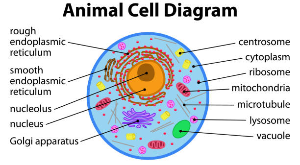 illustrations, cliparts, dessins animés et icônes de diagramme de cellules animales - amyloplaste