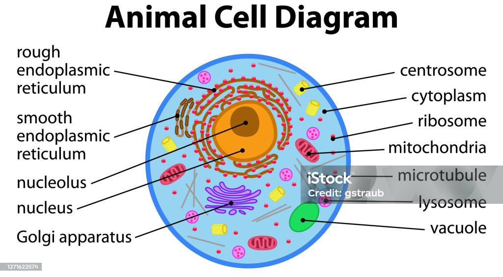 Animal Cell Diagram Stock Illustration - Download Image Now - Animal, Cell  Membrane, Golgi Apparatus - iStock