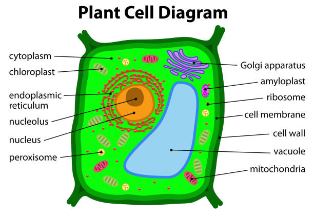 20+ Amiloplasto fotos de stock, imagens e fotos royaltyfree iStock
