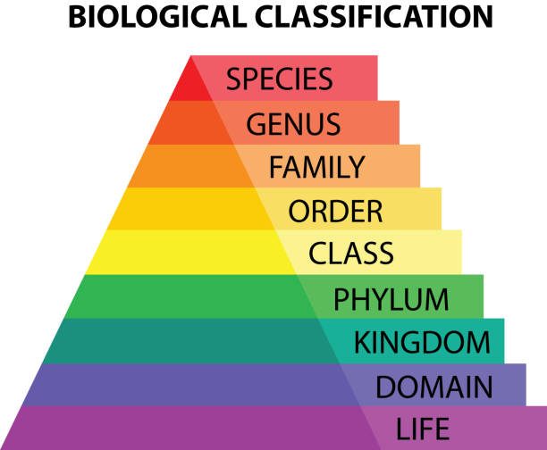 Biological classification taxonomy Biological classification taxonomy chart taxonomy stock illustrations