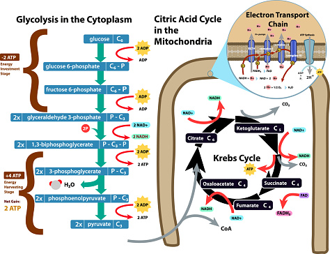 diagram of Cellular respiration glycolysis, citric acid, kerbs cycle