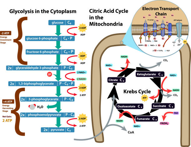 Cellular Respiration Glycolysis Citric Acid Kerbs Cycle Stock Illustration  - Download Image Now - iStock