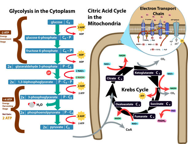 Cellular respiration glycolysis, citric acid, kerbs cycle diagram of Cellular respiration glycolysis, citric acid, kerbs cycle citric acid stock illustrations