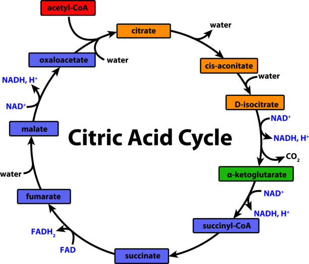 Citric Acid Cycle diagram of the Citric Acid Cycle citric acid stock illustrations