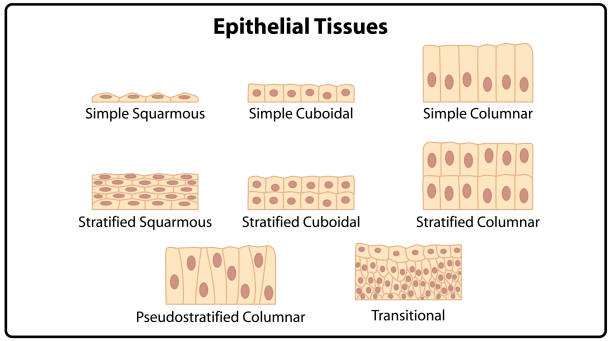 Epithelium Cells Epithelium Cells chart epithelium stock illustrations