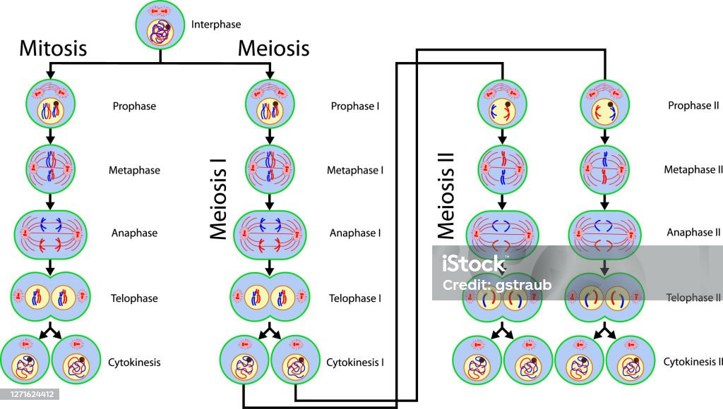 Podział komórek mitozy i mejozy - Grafika wektorowa royalty-free (Mitoza)
