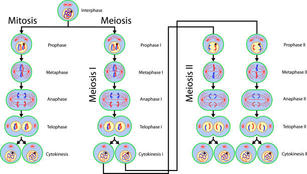 ilustrações, clipart, desenhos animados e ícones de divisão celular mitose e meiose - mitose