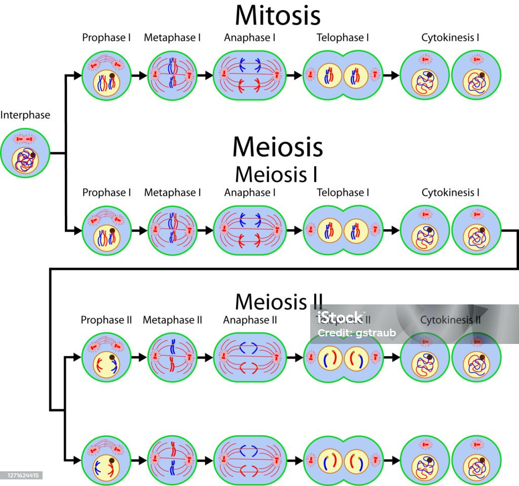 Mitosis And Meiosis Cell Division Stock Illustration Biology Diagrams