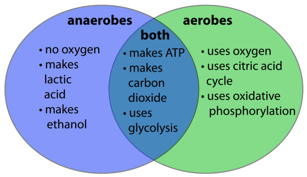 aerobe vs. anaerobe bakterien - anaerobic stock-grafiken, -clipart, -cartoons und -symbole