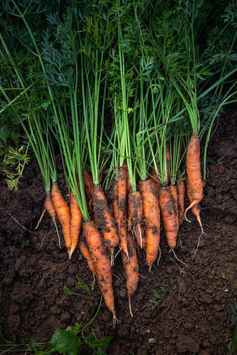Closeup view of sweet, organic carrots in the garden. Still dirty but ready to go to the table.