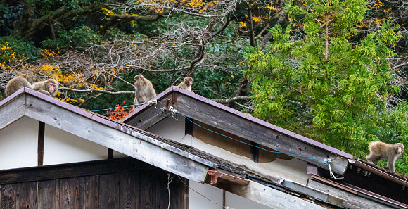 Japanese snow monkeys hanging out on a traditional Japanese house roof in Autumn in the mountains of Mie prefecture, Japan.