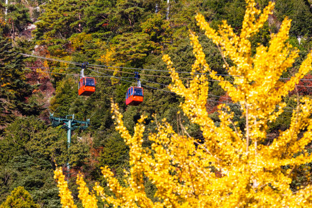 Yellow Autumn (Fall) colours in the mountains of Mie prefecture, Japan. With Famous mount Gozaisho ropeway in the background. The longest ropeway in Japan.