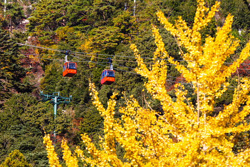 Yellow Autumn (Fall) colours in the mountains of Mie prefecture, Japan. With Famous mount Gozaisho ropeway in the background. The longest ropeway in Japan.