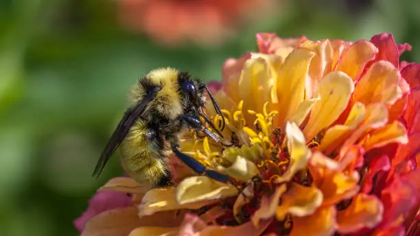 A bumblebee forages a Zinnia in a garden in the summer.
