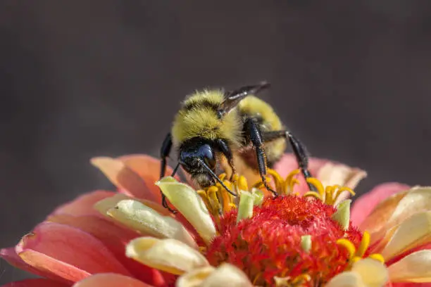 A bumblebee forages a Zinnia in a garden in the summer.