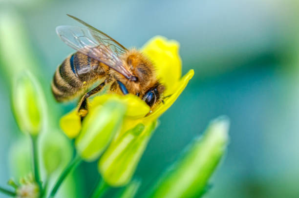 istock Honey Bee collecting pollen on yellow rape flower 1271633382