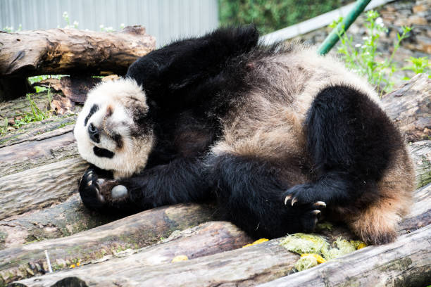 istock Giant Panda bear playing and stretching outside in Sichuan China 1271638832