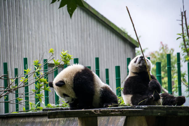 istock Giant Panda bear cubs eating bamboo in China 1271638989