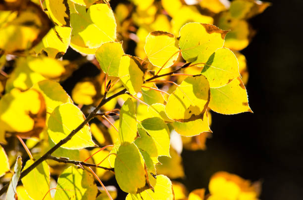 istock Bright, back-lit yellow aspen leaves. 1271639069