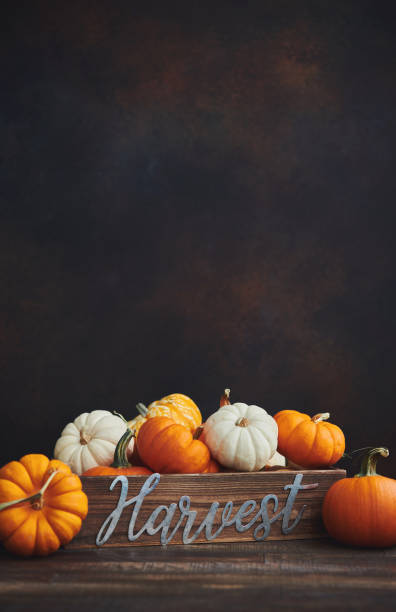 istock Thanksgiving Fall arrangement with pumpkins in harvest crate 1271639190