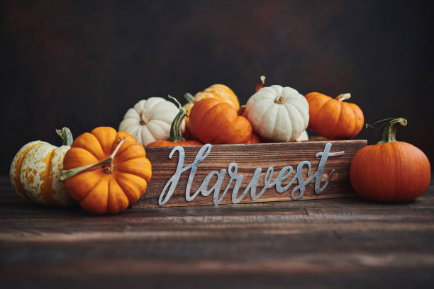 istock Thanksgiving Fall arrangement with pumpkins in harvest crate 1271639199