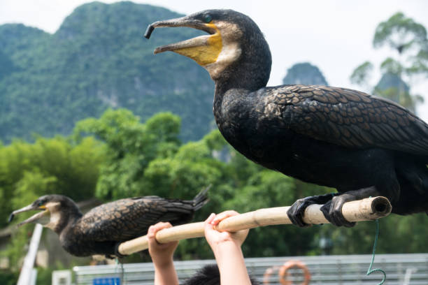 Cormorants used to fish with on the Li River in China
