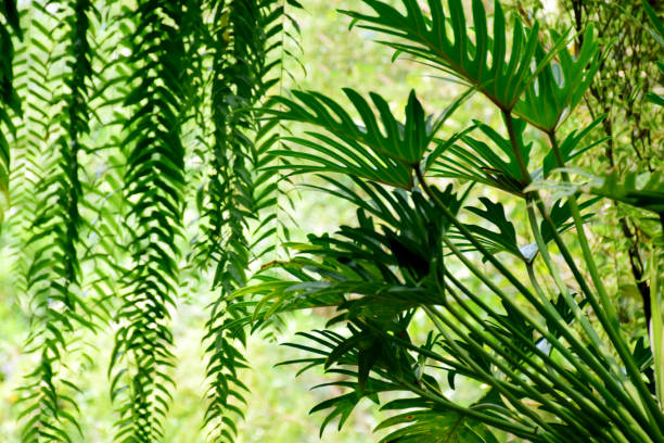 istock Green leaves or trees in tropical garden with light 1271640109