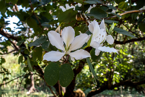 Brazilian orchid tree or pata-de-vaca, Bauhinia forficata, tree of the Fabaceae family greatly appreciated in landscaping