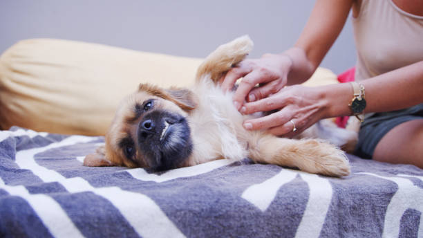 to na pewno czuje się dobrze - rubbing human hand togetherness women zdjęcia i obrazy z banku zdjęć