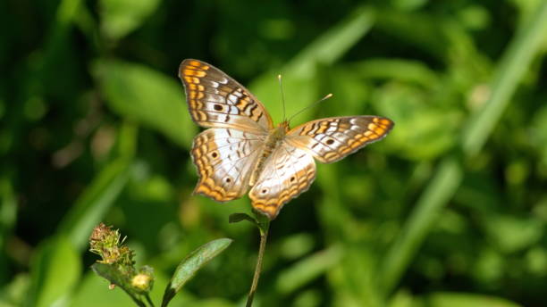 istock Butterfly on a wildflower 1271641677
