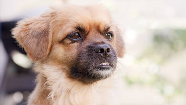 Cropped shot of an adorable little puppy spending time outdoors
