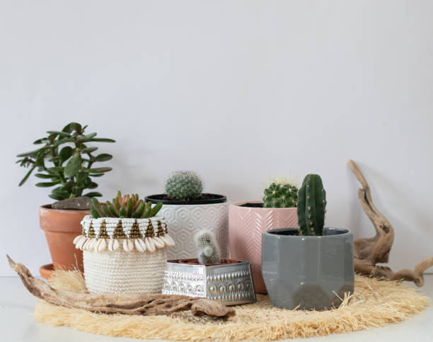 istock Group of small cactus plants 1271643340