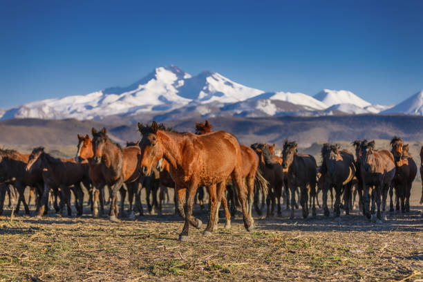 Herd of wild horses running in Turkey
