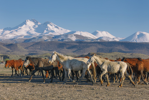 Herd of wild horses running in Turkey