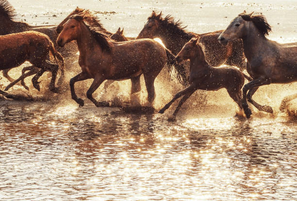 istock Anatolian Wild Horses 1271644411