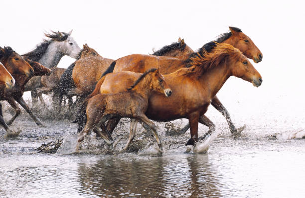 istock Anatolian Wild Horses 1271644412